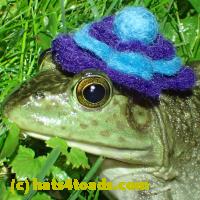 /home//u458753944/public_html/sourcegallery//Frogs/More bullfrogs/P6020097.JPG